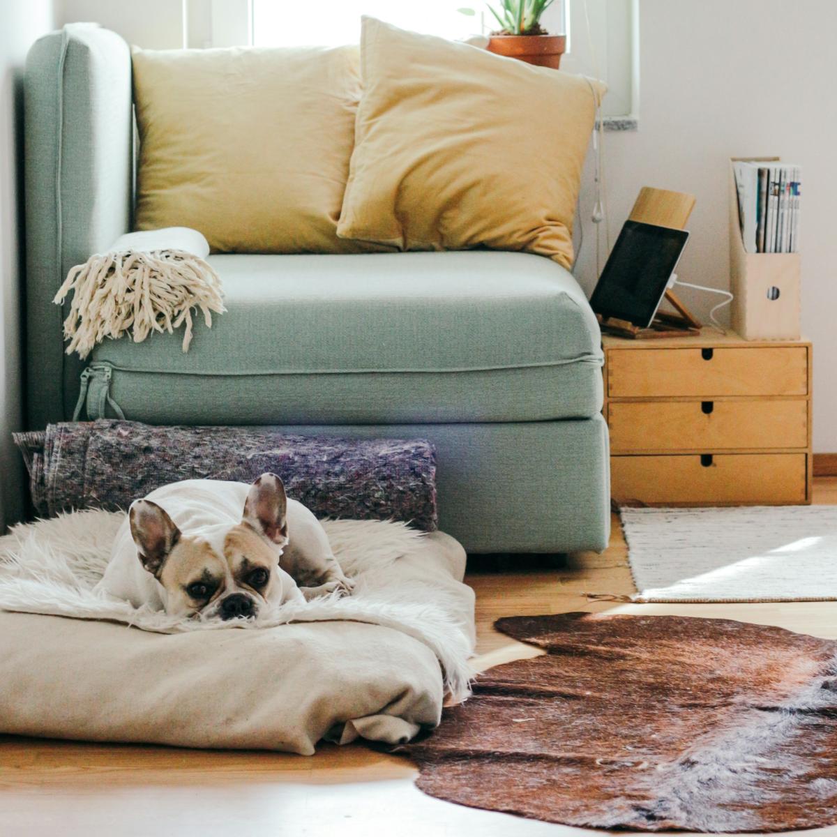 Dog in living room